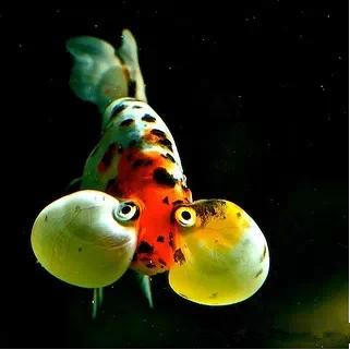 这些五彩斑斓的金鱼养眼又养心,最美的观赏金鱼值得一看