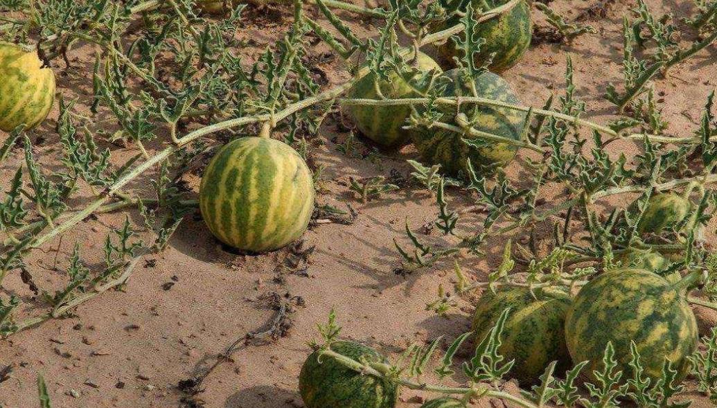 为什么在沙漠里遇到西瓜不能吃呢,沙漠里遍地是西瓜为何却无人敢吃