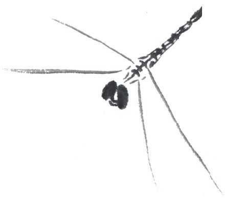 残荷蜻蜓国画画法及调色,徐湛国画蜻蜓的画法