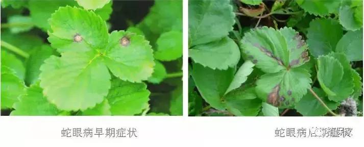 大棚草莓常见病虫害防治方法,南京地区草莓病虫害防治的现状