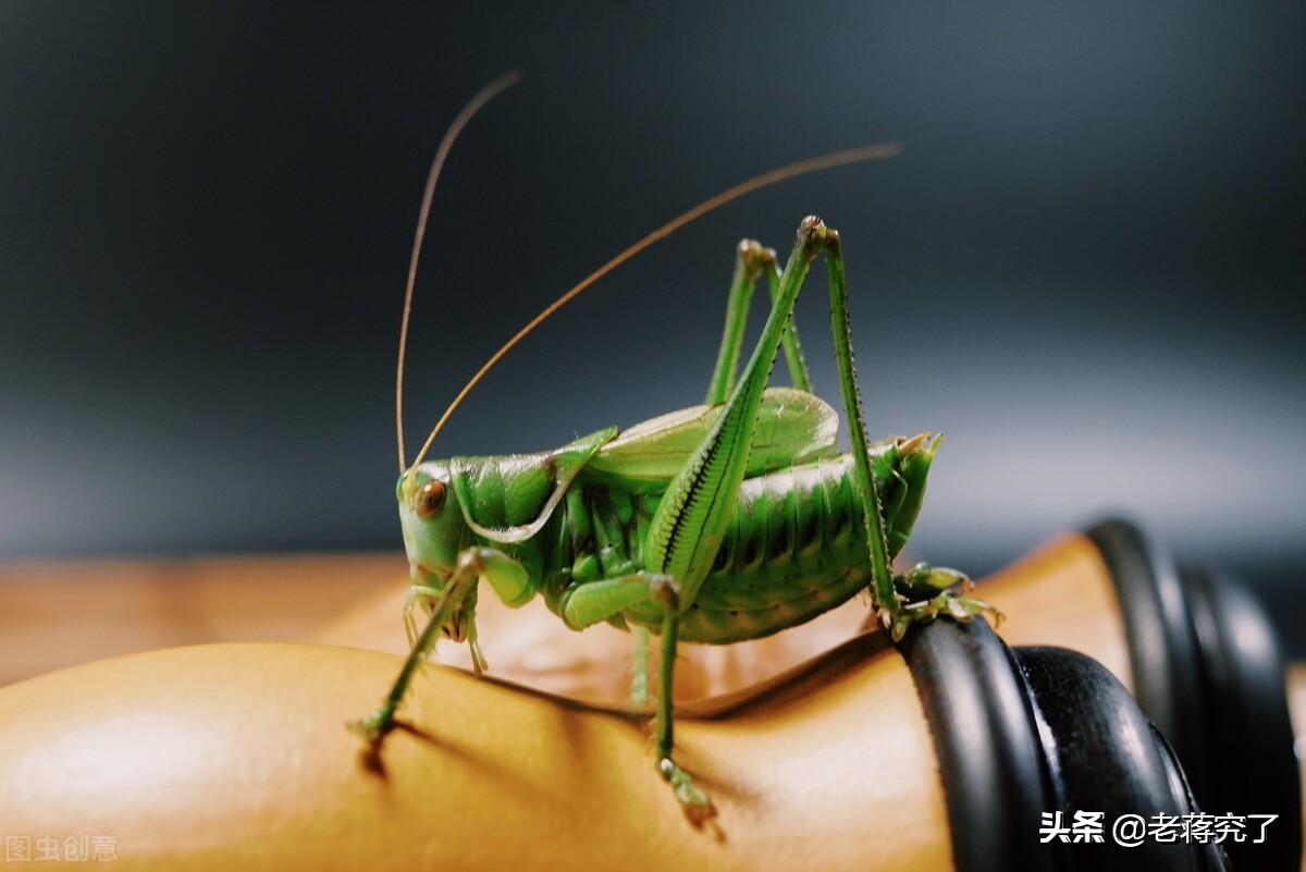 冬天到鸣虫叫，老蒋玩虫记之蝈蝈的形态特征和生活习性