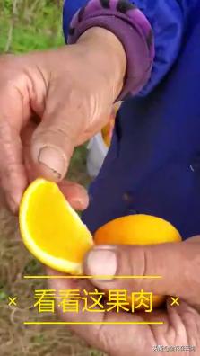 临近年关吃东西容易上火，就让这款小甜橙拯救一下