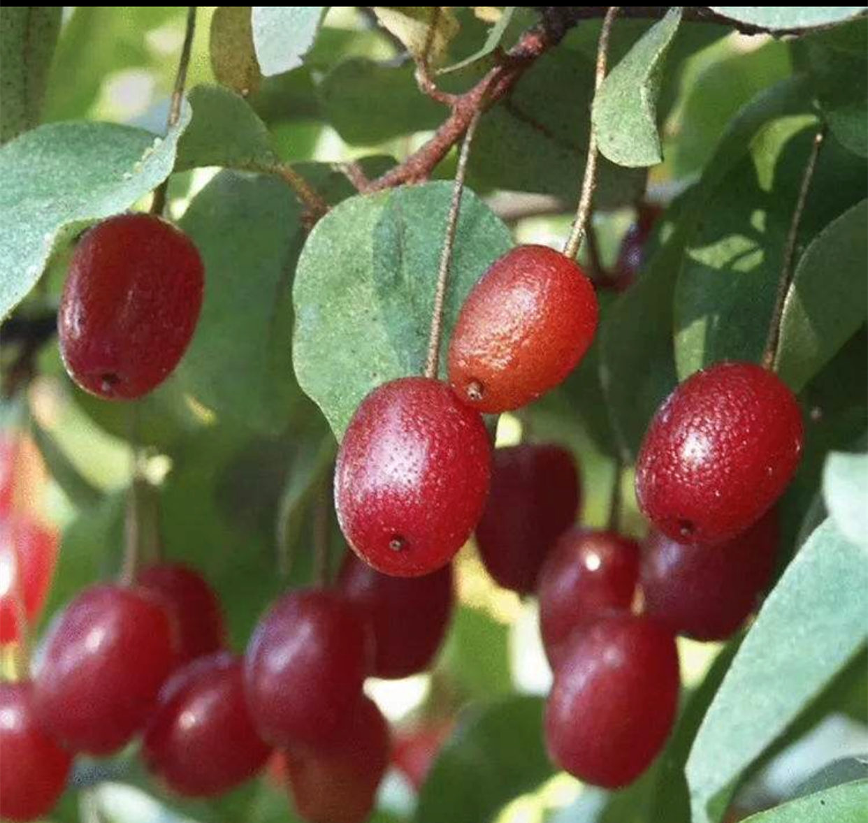 江西农村才有的31种正宗野果,农村100种野果图片带名称大全