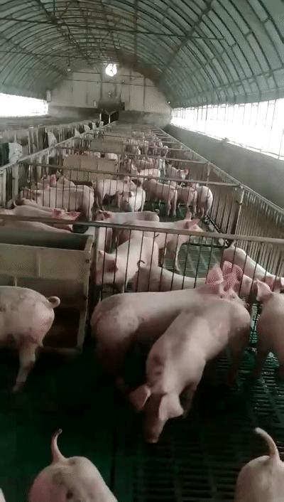 养猪大棚怎么建造比较省钱,养猪大棚建设要点