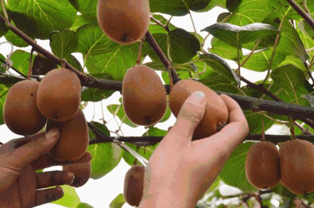 园林树木修剪的五种基本方法,园林树木修剪的正确方法