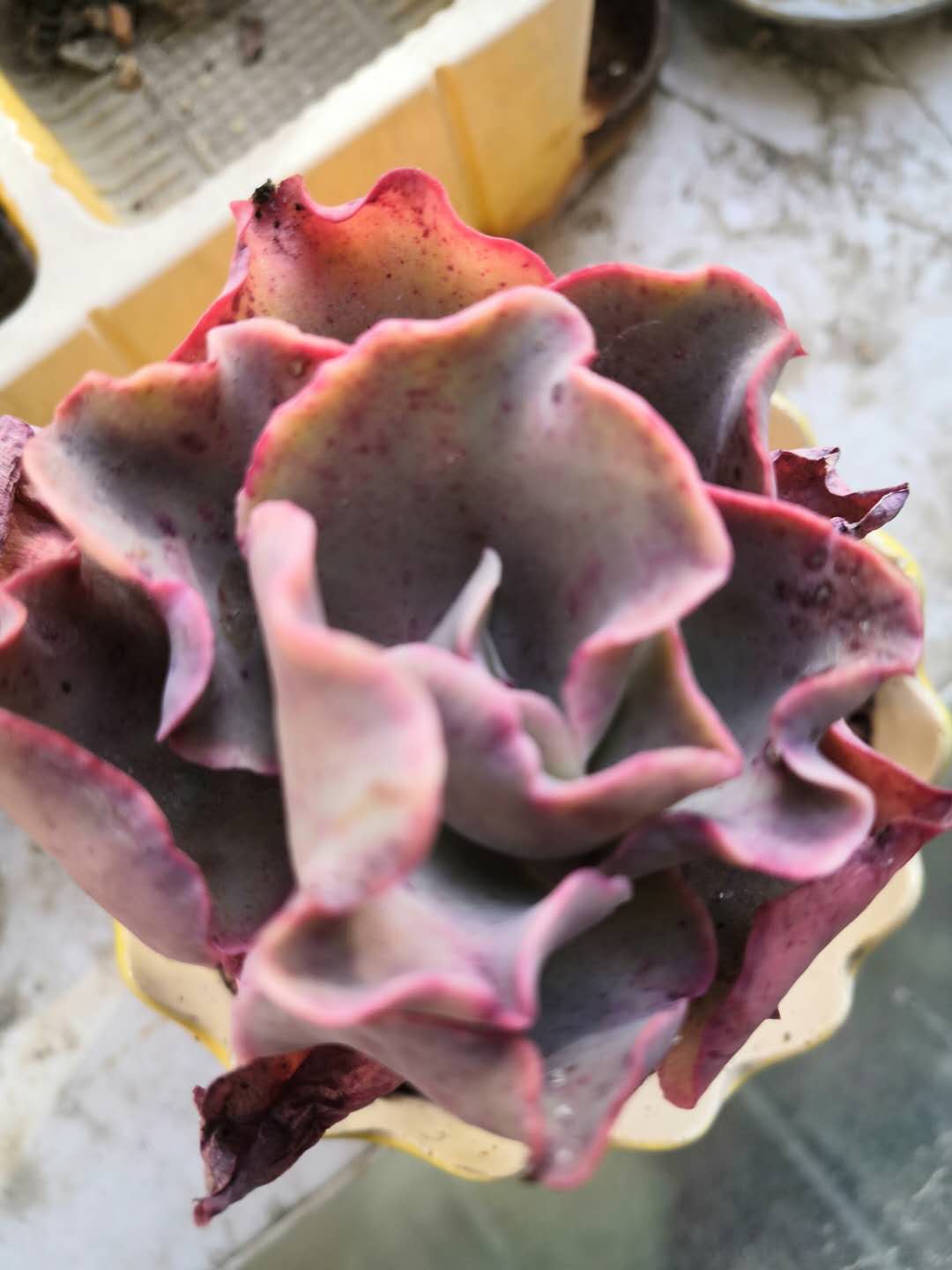 从鼻屎苗到老桩,时光里的蜕变