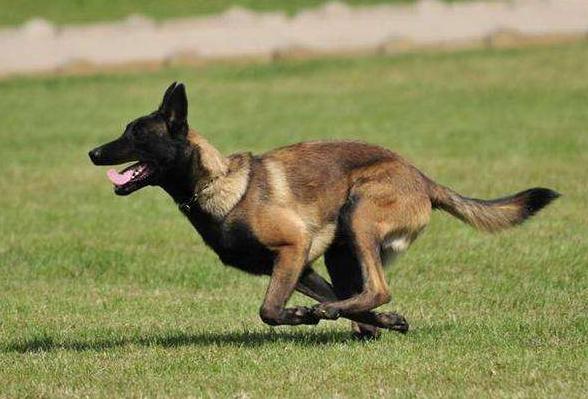 最好养的狗又聪明又不掉毛,哪种狗好养又不容易生病