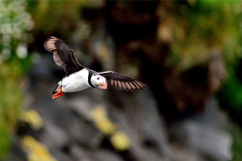 北极海鸥嘴里最多可以叼多少条鱼,可以潜水捕食的鸟