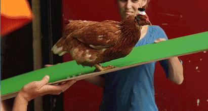 拿鸡当摄像机,拿鸡当摄像头