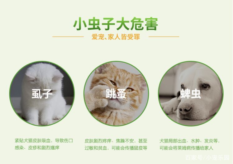 宠物体外寄生虫有哪些,宠物体内寄生虫清除过程