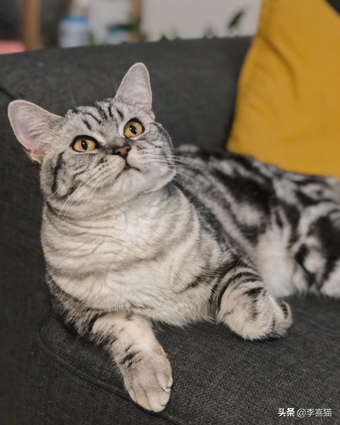 关于猫咪的这些小知识你都知道吗,揭秘猫咪的四个冷知识你知道吗