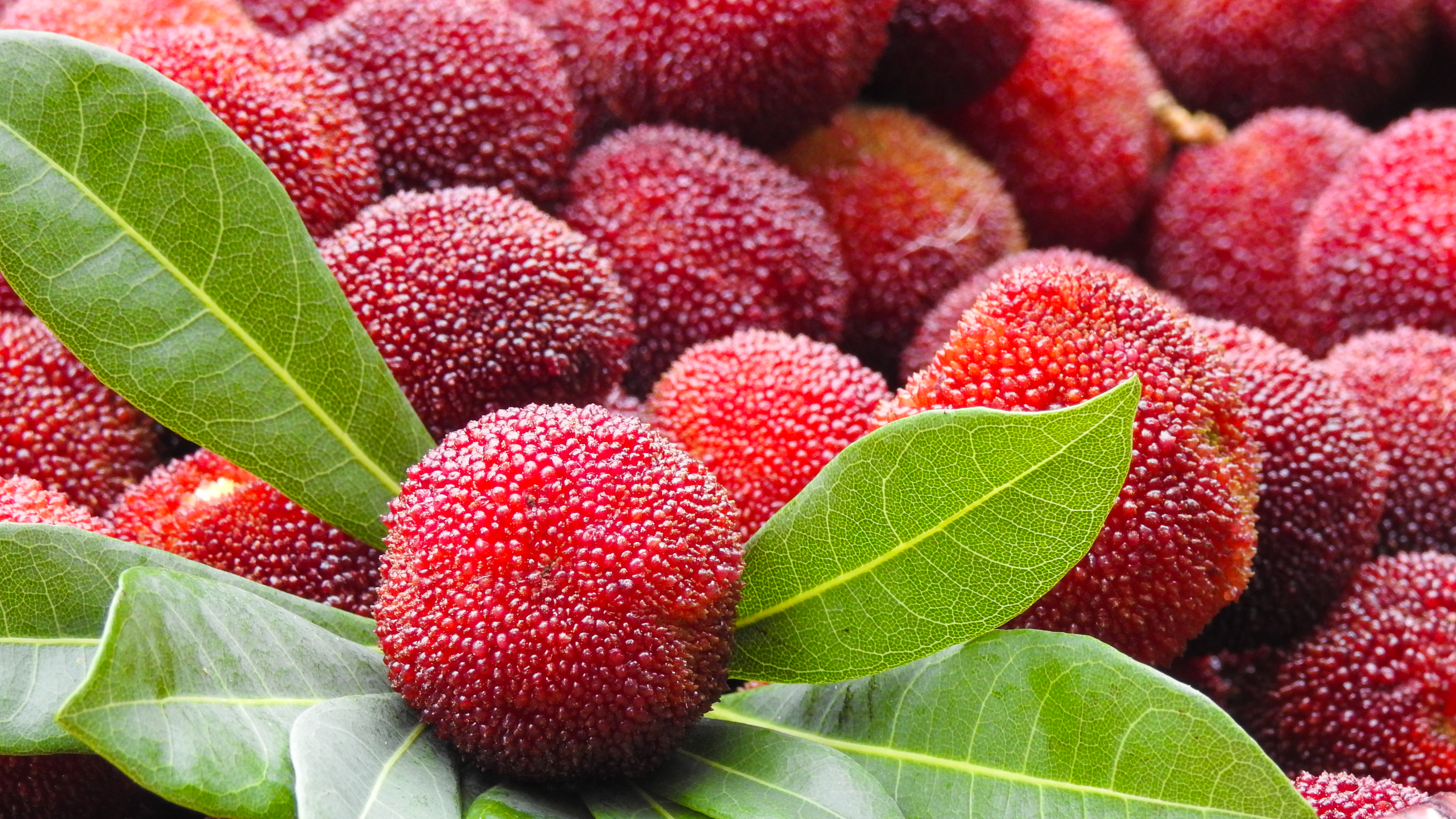 杨梅用什么方法吃不酸,杨梅果酱能酿酒吗