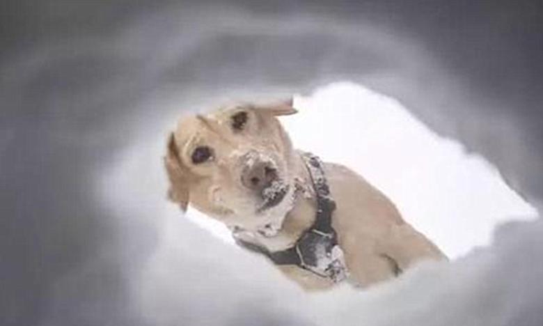 狗狗是最忠诚的动物舍命救主,狗狗挖洞埋自己被主人救活