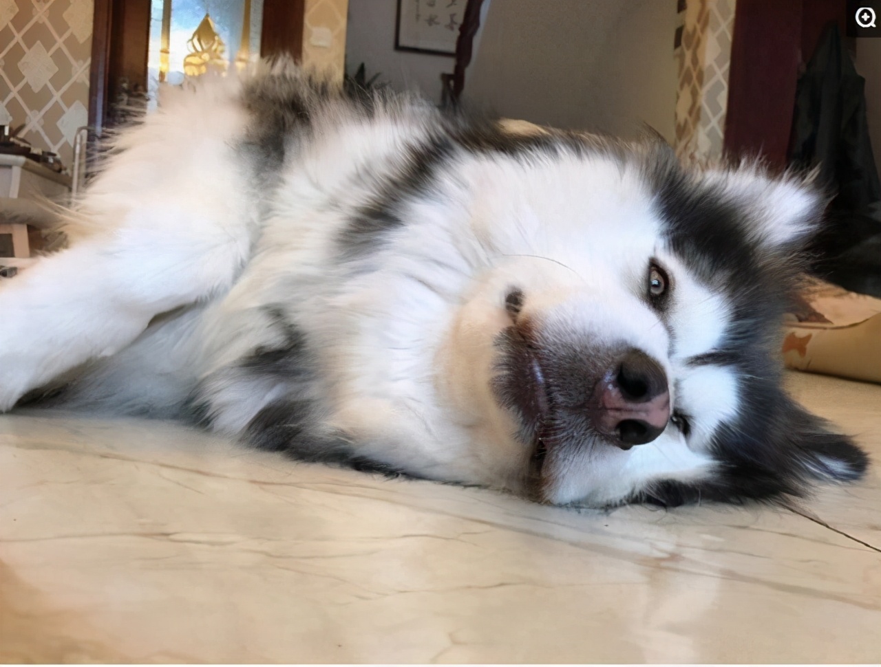 老年狗狗突然后腿站不起来还发抖,狗狗突然站不起来了发抖怎么回事