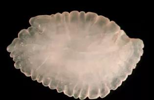 鱼头里面的白色的石头,鱼头有两块小石头