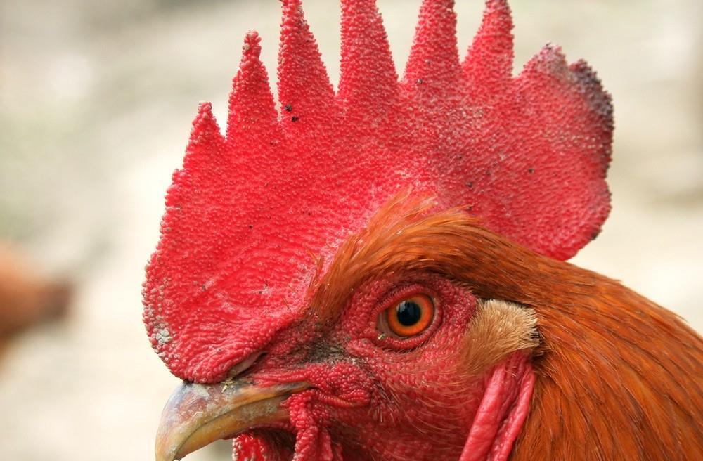 关于鸡的这些冷知识,你都知道吗?