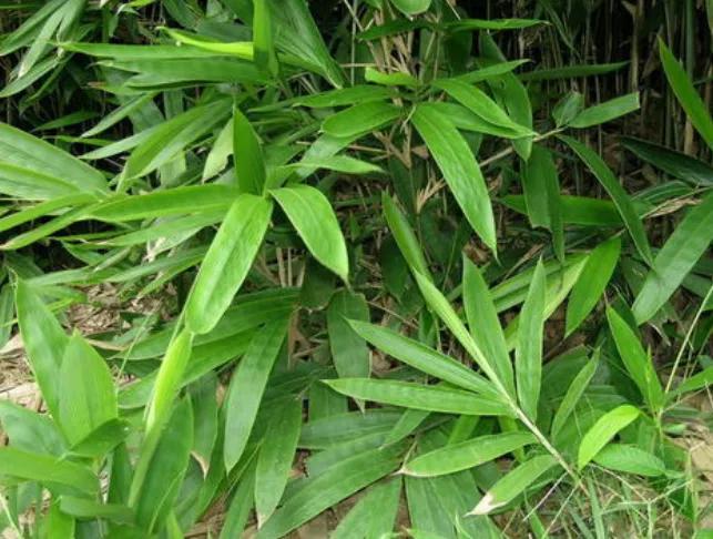 箬竹叶什么粽子最好包,越南箬竹粽子叶