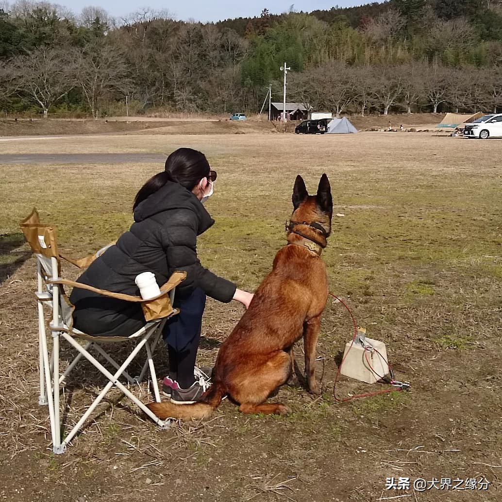 马犬暴跌,马犬卖不出怎么办
