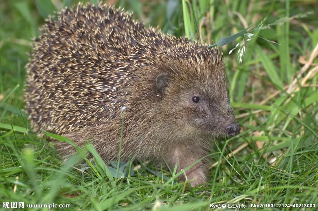 捡的刺猬为什么不能带回家,刺猬能随便捡回家吗