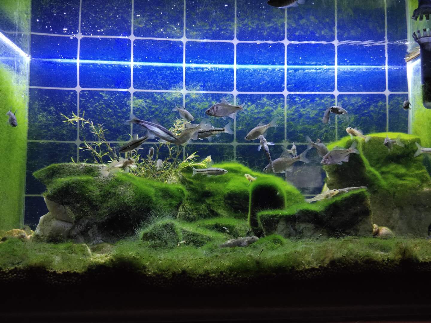 鱼缸换水后为什么还是很臭,鱼缸换水后鱼老是死