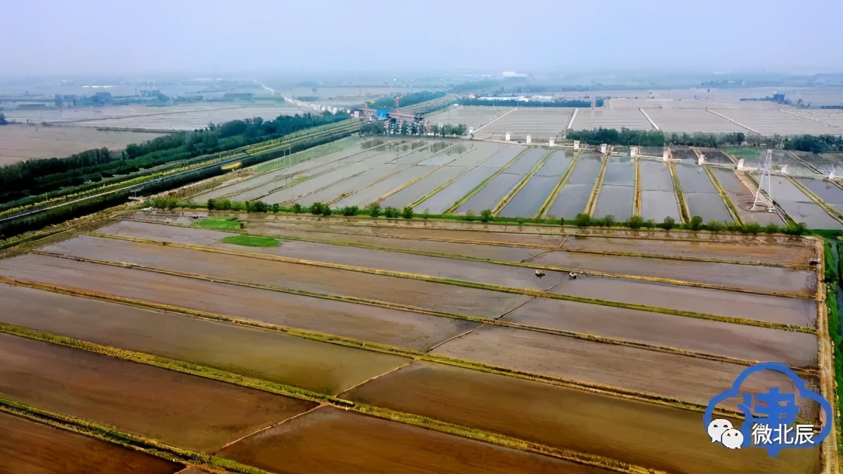 央媒、市媒聚焦|100%机械化！北辰区​万亩水稻插秧场面美如画~