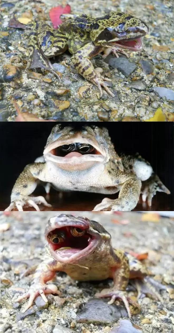 洪世贤的iphone (苹果手机洪世贤)