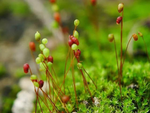 苔藓植物怎么养护,苔藓怎么养才是最好的