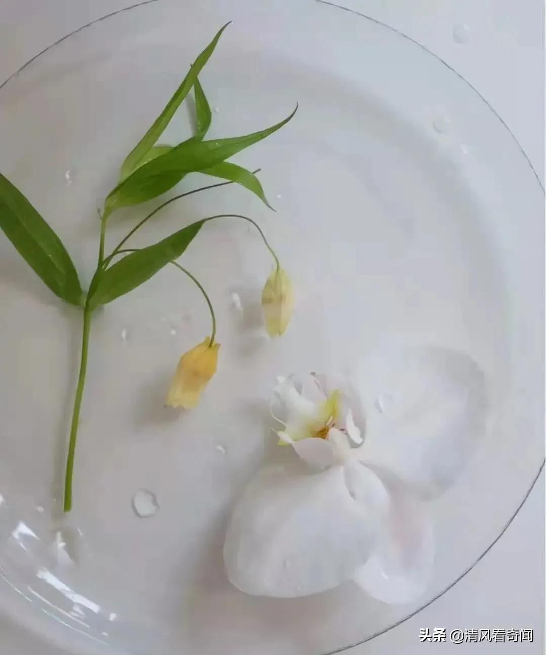 冻冰花美篇,冻冰花的美篇