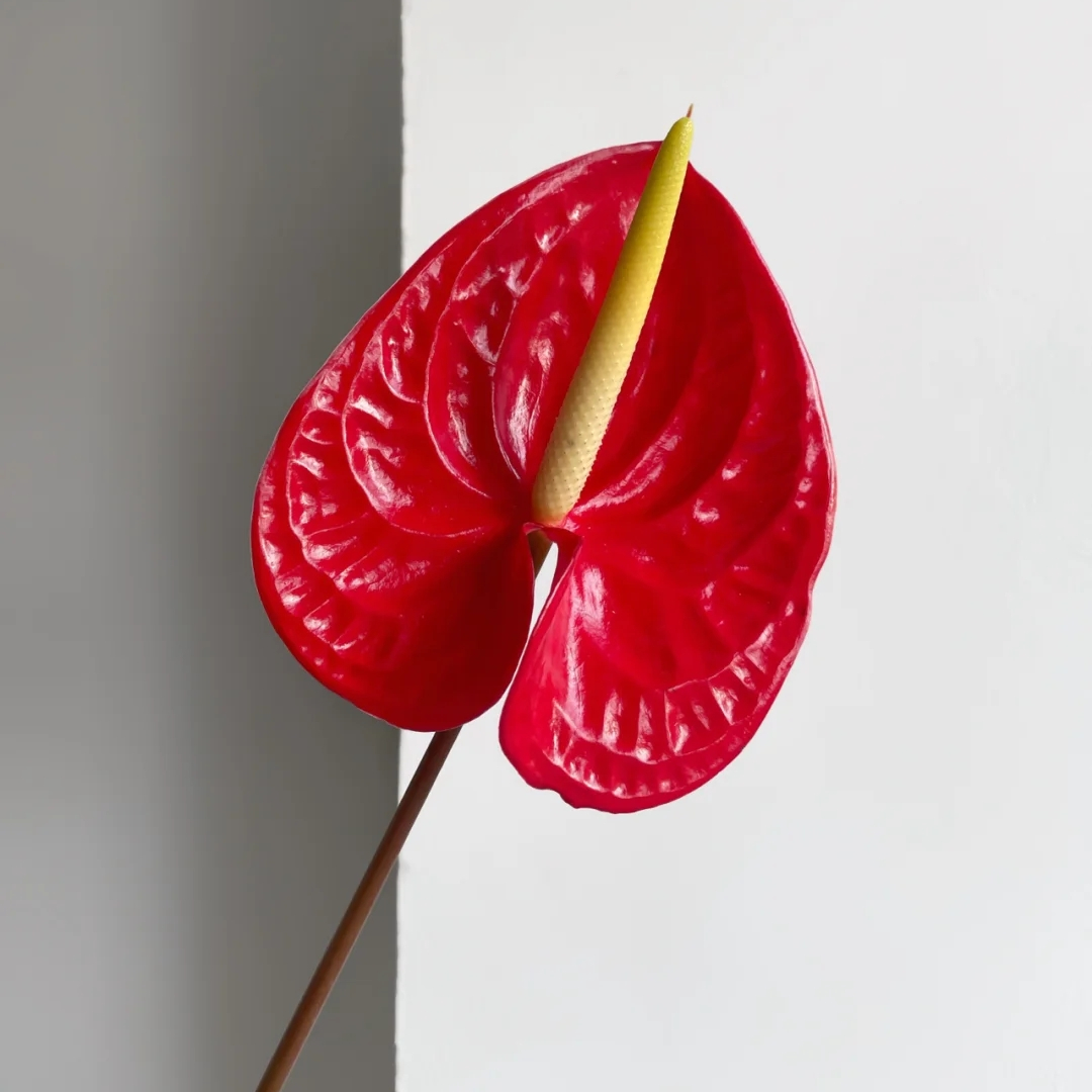 野冬青花材,畅销花卉绿植排行榜前十名