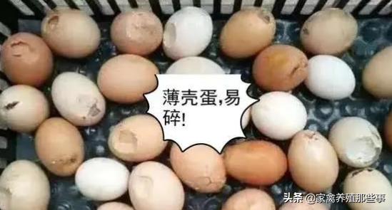 沙壳蛋最好的解决办法,母鸡下软壳蛋是什么原因怎么处理