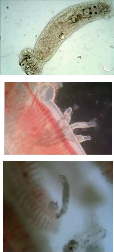 水产镜检虫图片,水产养殖常见虫类图