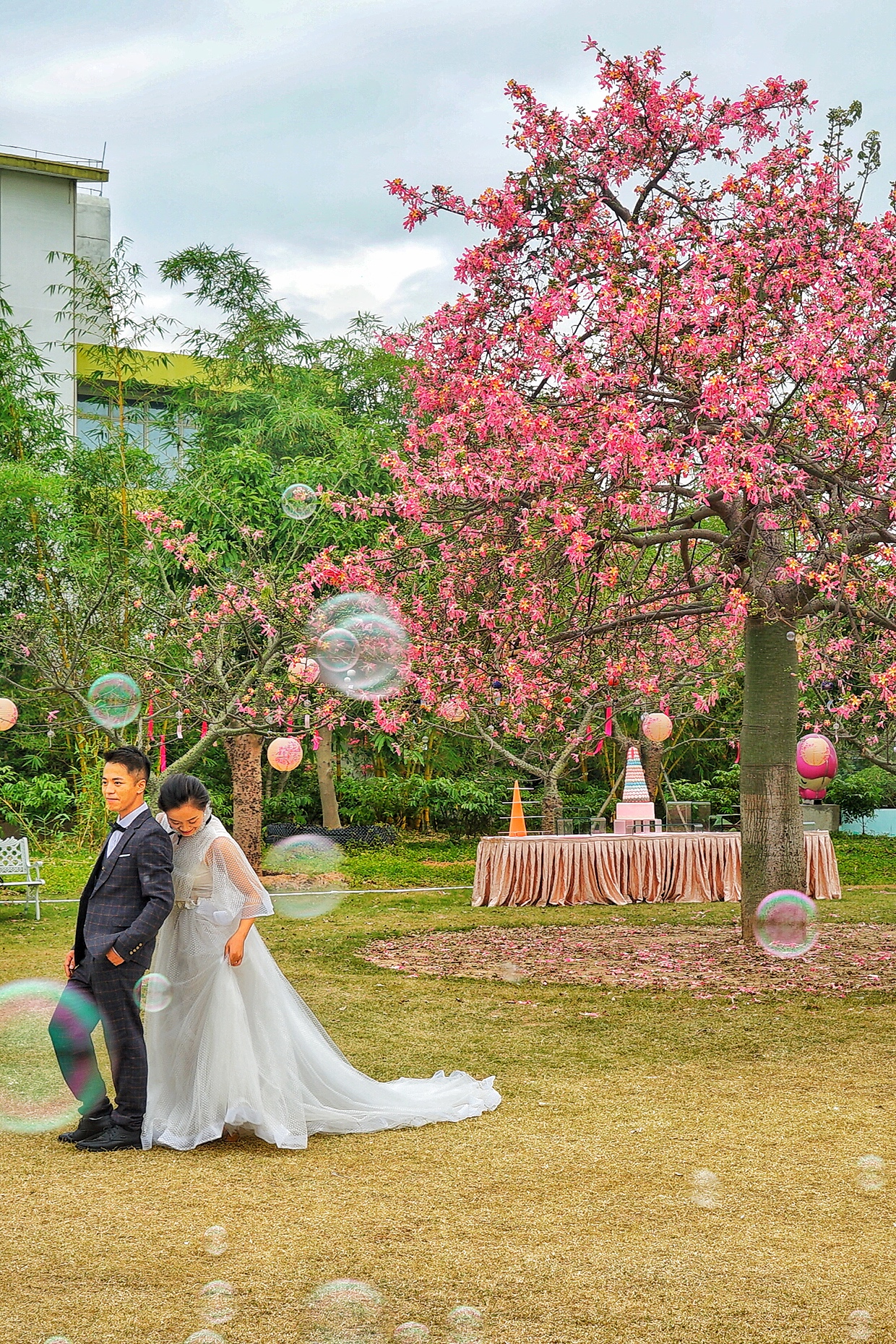 广州粉色浪漫花海,广东秋天粉色花海