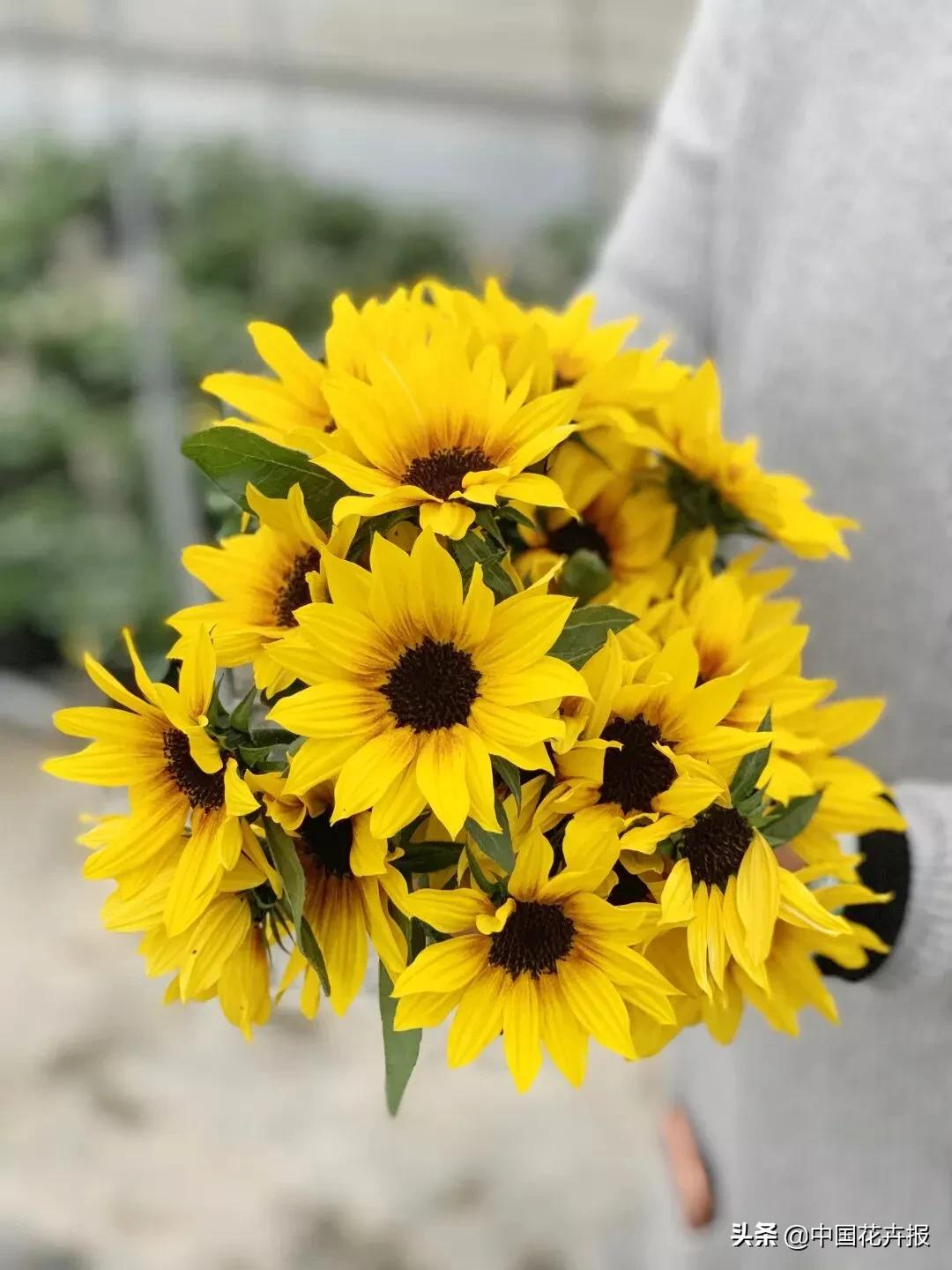 什么色系的花好看,6种颜色的花代表什么