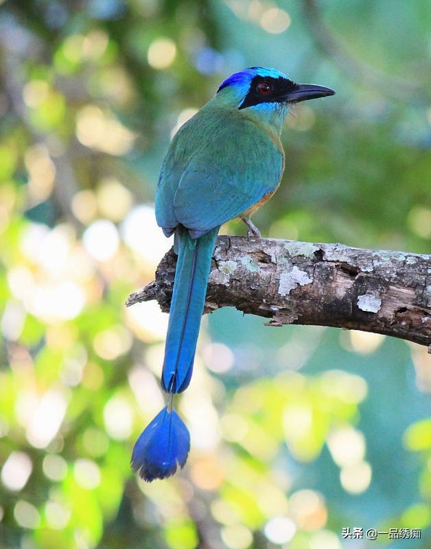 鸟类名字生僻字,带有鸟字的生僻字