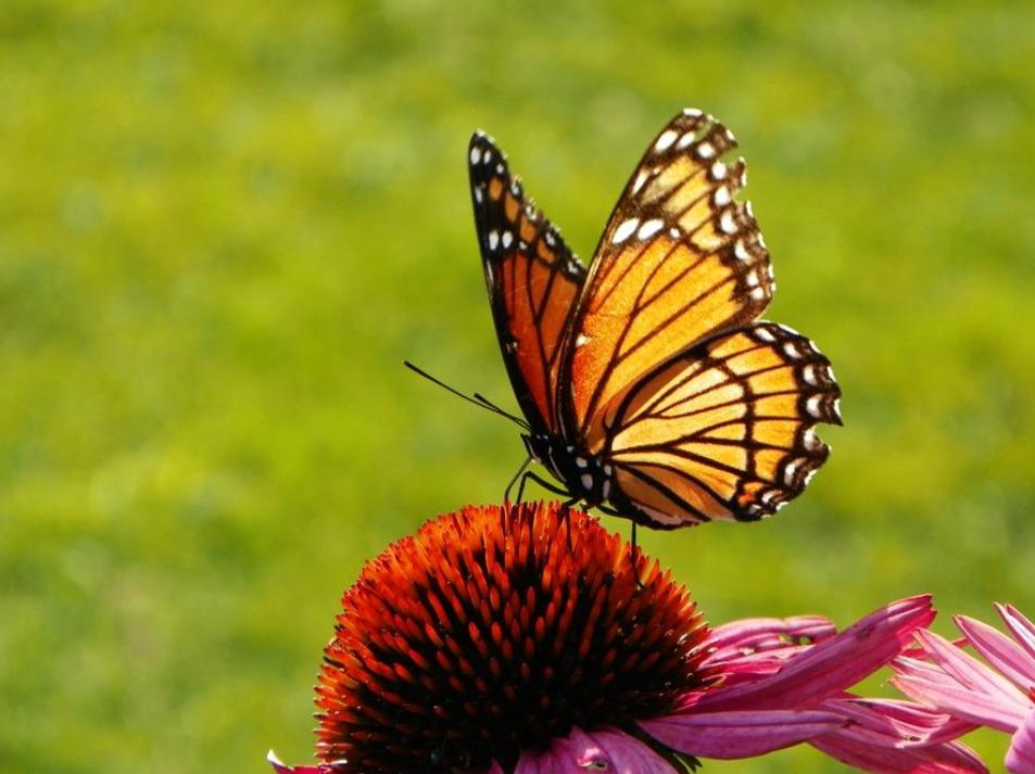 帝王蝶品种,帝王蝶宠物怎么选