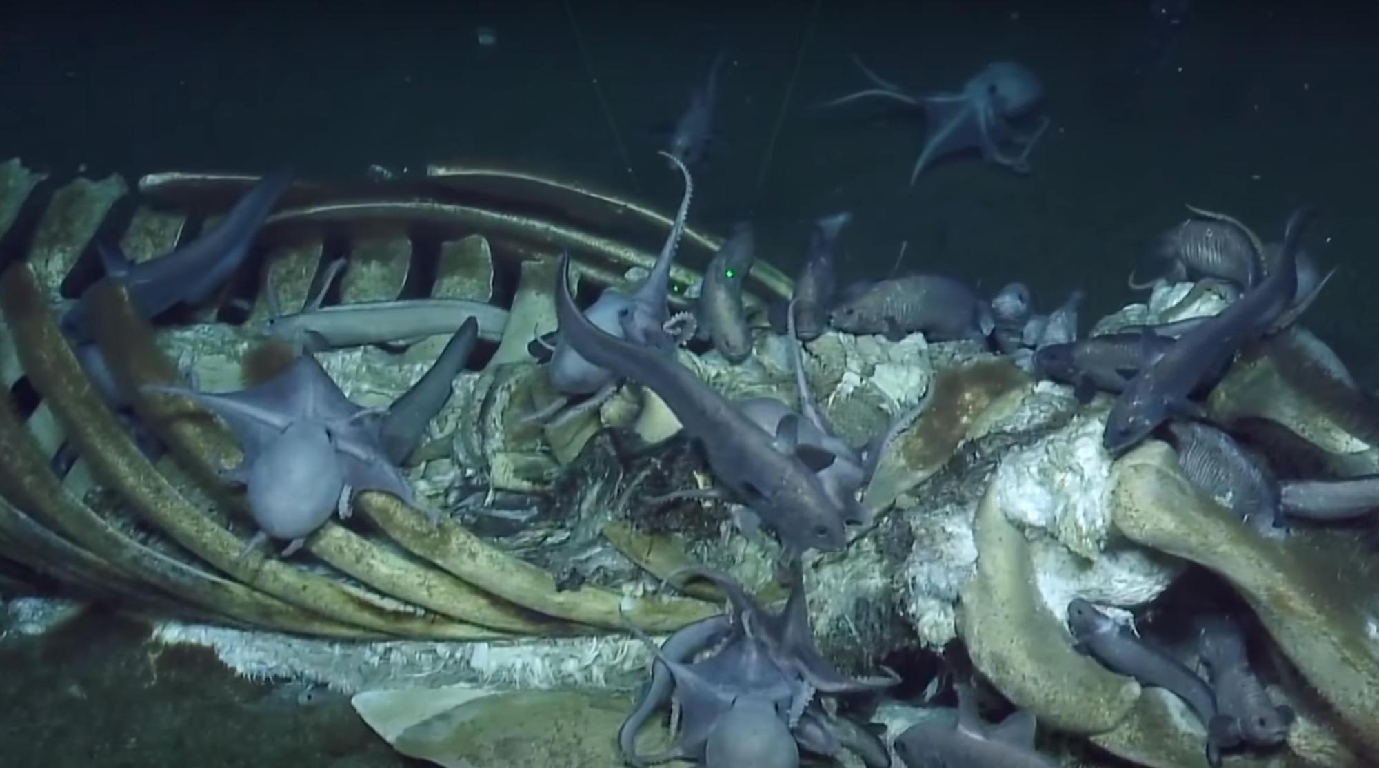 鲸鱼骨架爬满章鱼,发现一只蓝鲸的尸体