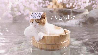 北戴河菲奢尔度假酒店,北戴河渔岛菲奢尔温泉酒店