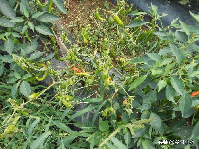 南方辣椒炭疽病,南方辣椒病害
