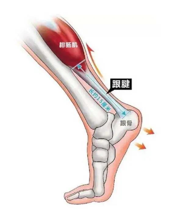 跟腱断裂康复论文,跟腱康复纪录片