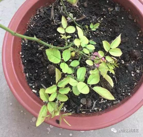 叶子有很多黄色圆圈是什么病,叶子起黄色斑点是缺什么