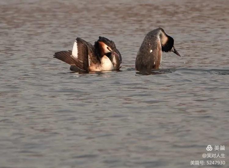 凤头鸊鷉粤语,斑头雁飞得最高的鸟