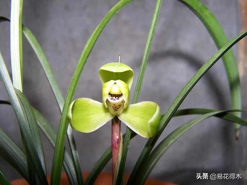 如何挑选兰花开花期的品种,兰花中最好养的品种推荐