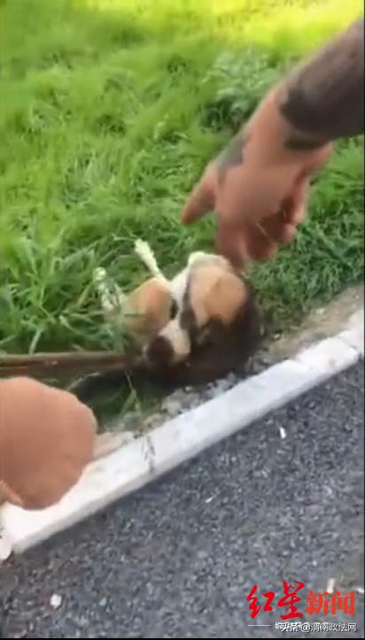 沈阳男女抓狗最新消息,沈阳男女当街抓流浪狗