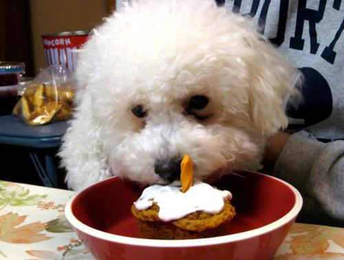 养狗比熊为什么不好,养狗十个忠告