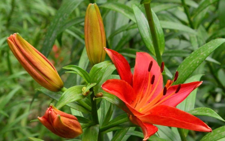 冬天百合竹叶子黄了咋办,百合冬天枯萎了怎么办