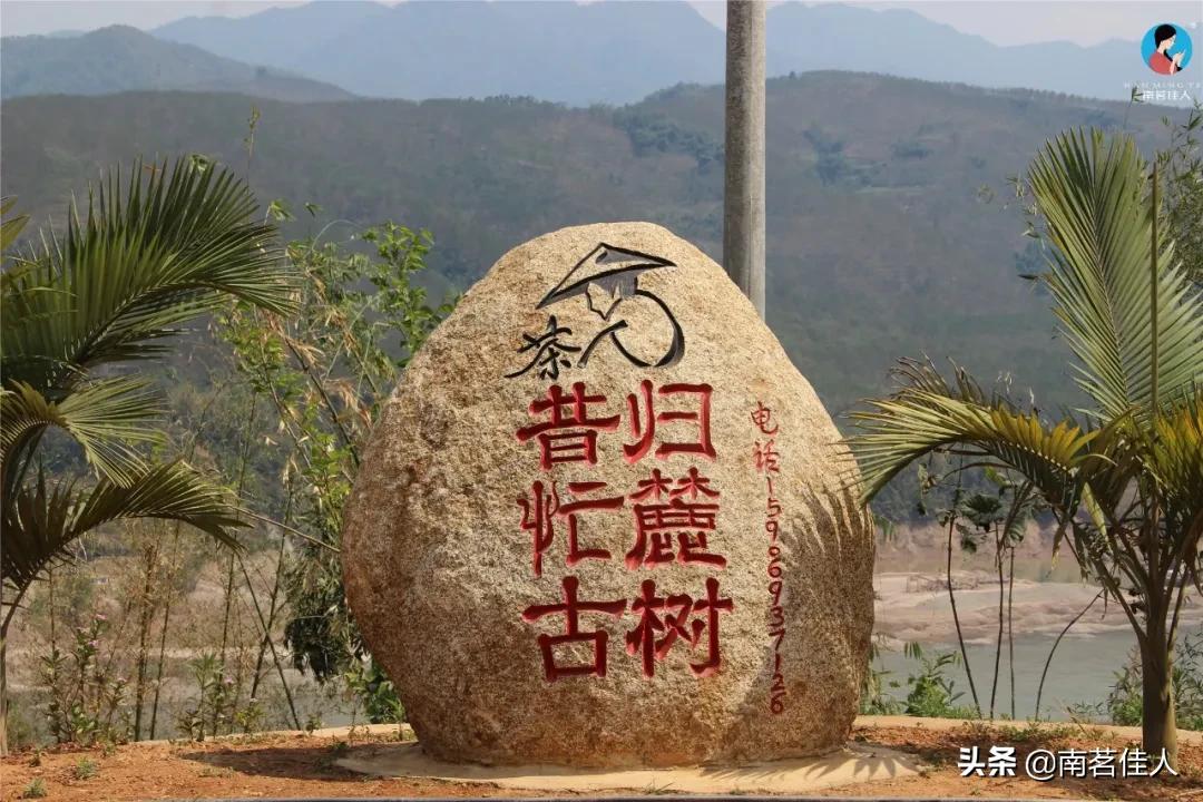 昔归古树茶价格多少是正品,昔归普洱茶多少钱一斤