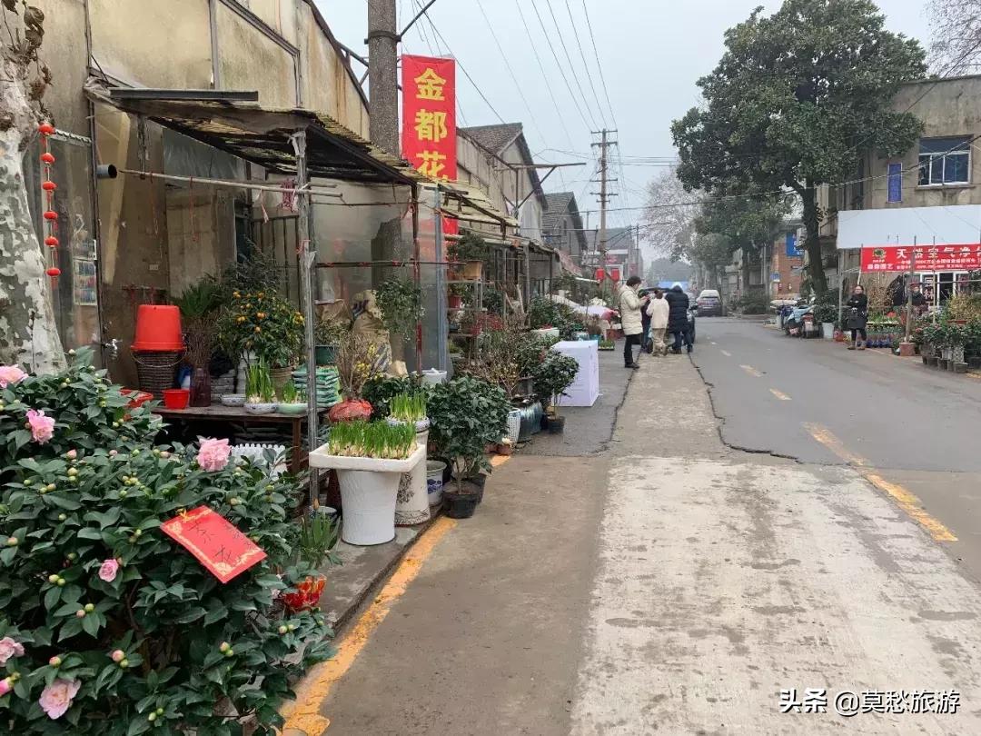 南京最大的花卉市场在哪里,南京最大花卉市场在哪里