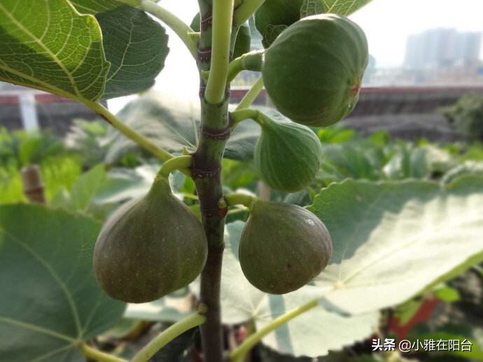 盆栽无花果怎么养护,盆栽无花果怎么养护最好