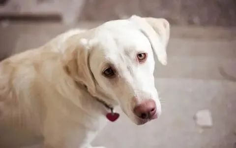 狗狗的这几个动作说明它要咬人,狗狗这几个举动是在喊救命