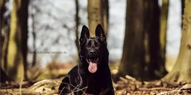 「希德勒之刃」综合素质接近完美的东德牧羊犬，了解一下？